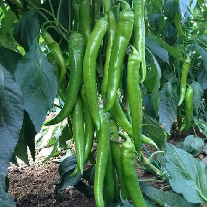 Mostar F1 Tatlı Sivri Biber Fidesi