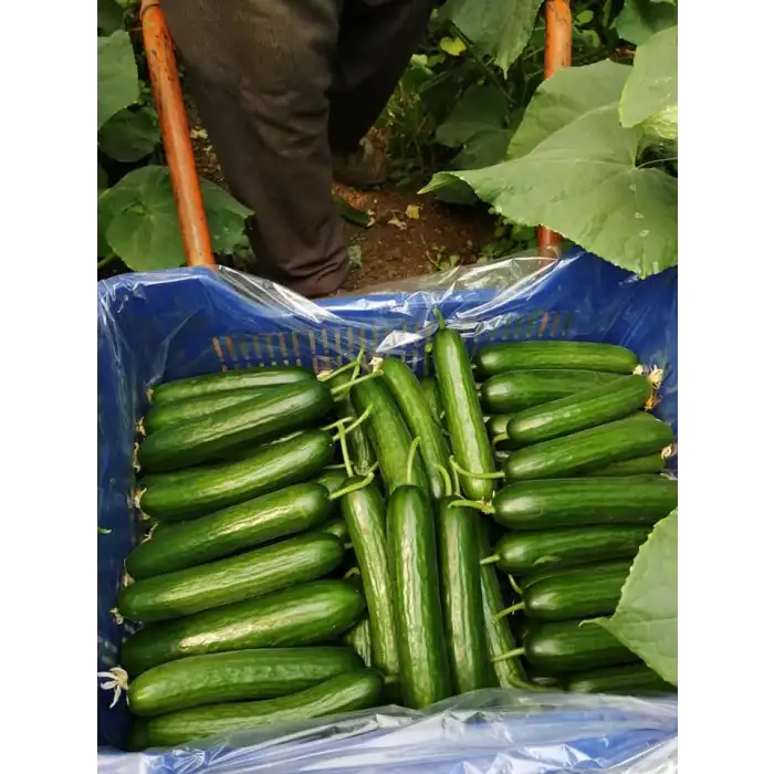 MRC-07 F1 Sırık Hıyar Fidesi