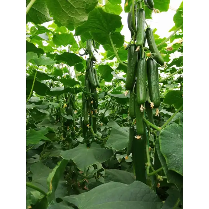 MRC-07 F1 Sırık Hıyar Fidesi