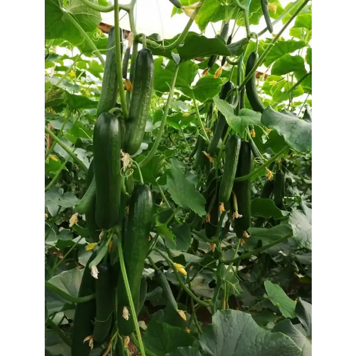 MRC-07 F1 Sırık Hıyar Fidesi