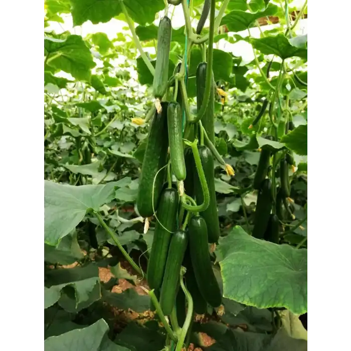 MRC-07 F1 Sırık Hıyar Fidesi