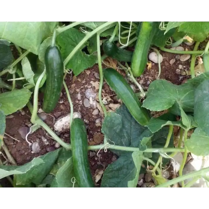 Murat F1 Oturak Hıyar Fidesi