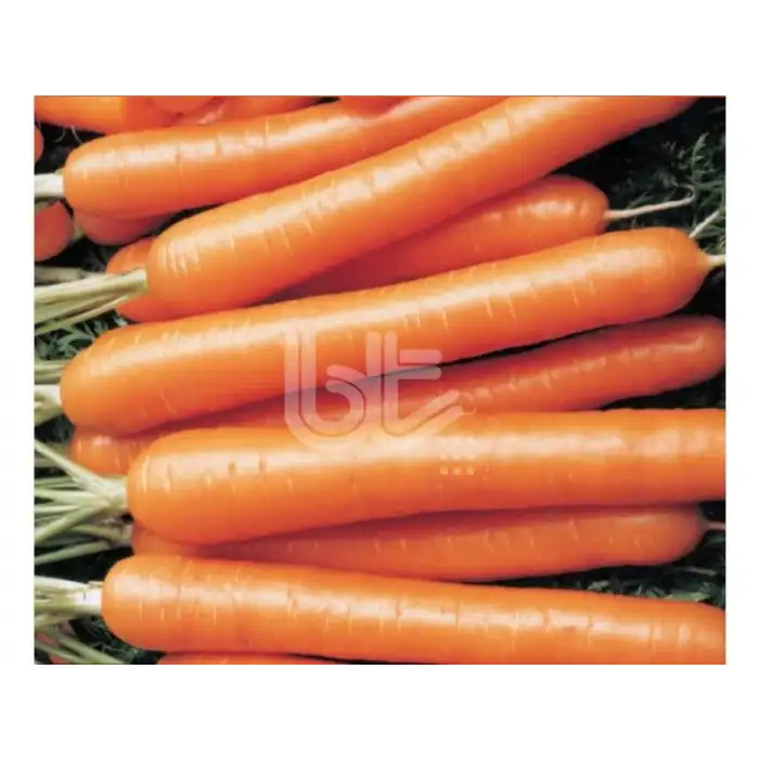 Nantes Scarlet Havuç Tohumu 10 Gram