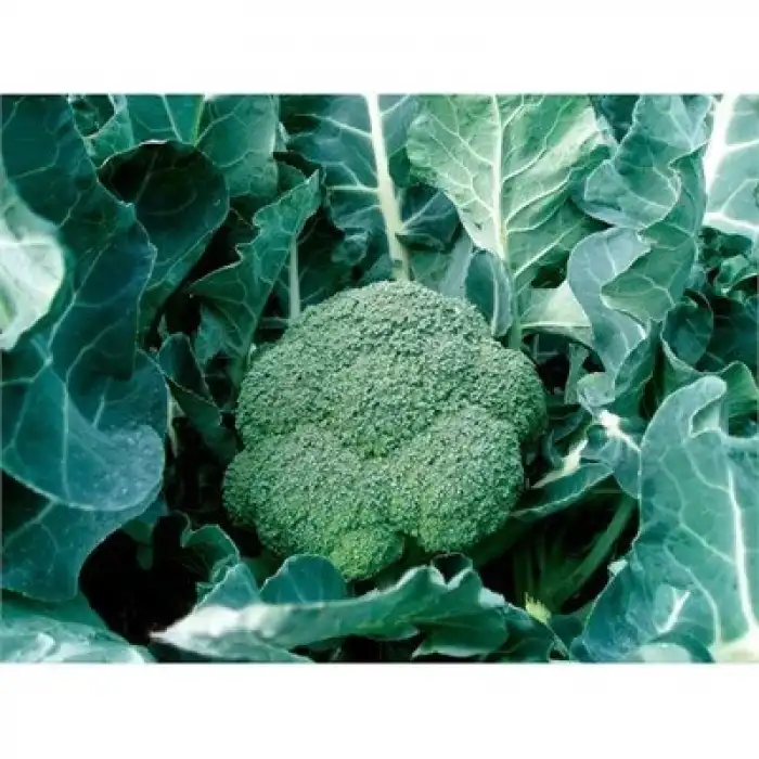 Naxos F1 Brokoli Tohumu 2.500 Adet