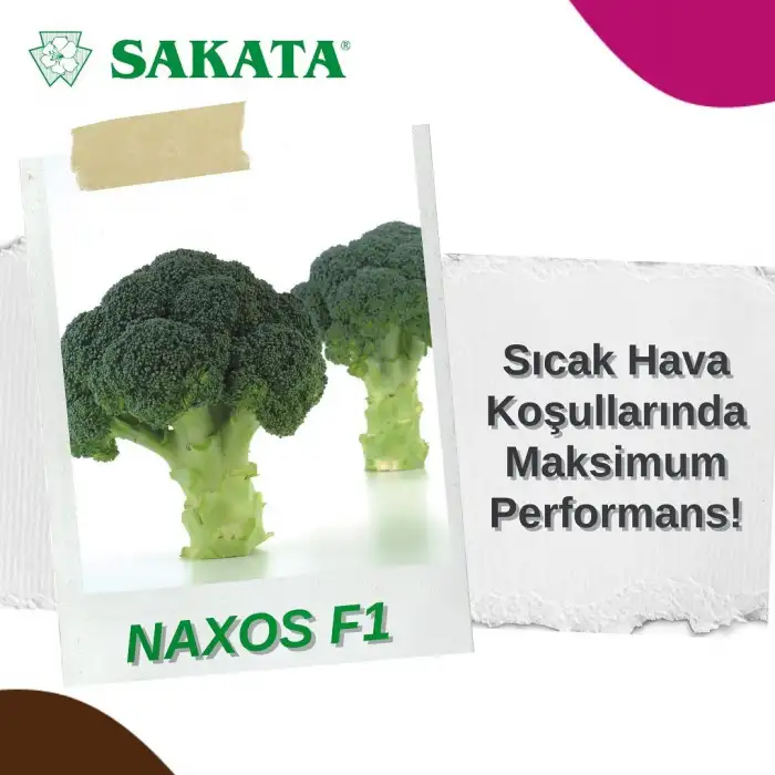 Naxos F1 Brokoli Tohumu 2.500 Adet