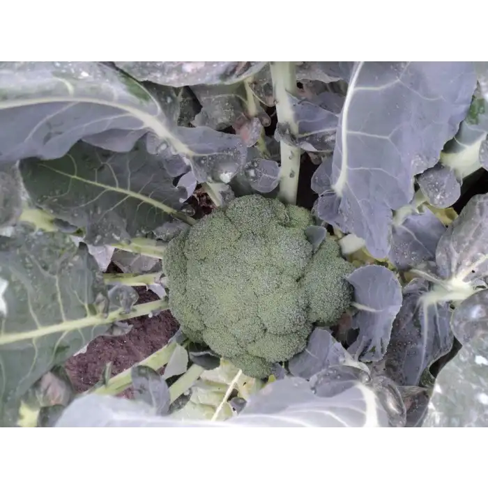 Naxos F1 Brokoli Tohumu 2.500 Adet