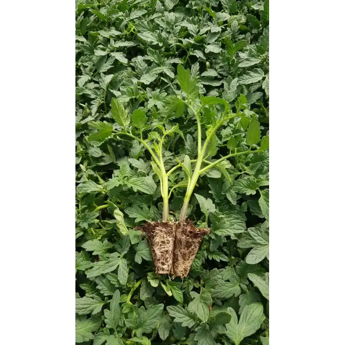 Nergis F1 Oturak Domates Fidesi