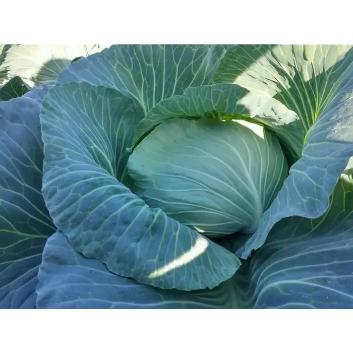 Nokta F1 Beyaz Lahana Fidesi