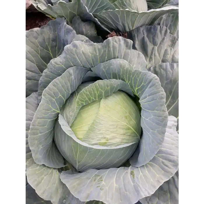 Nokta F1 Beyaz Lahana Fidesi