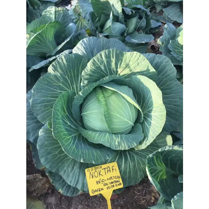 Nokta F1 Beyaz Lahana Fidesi