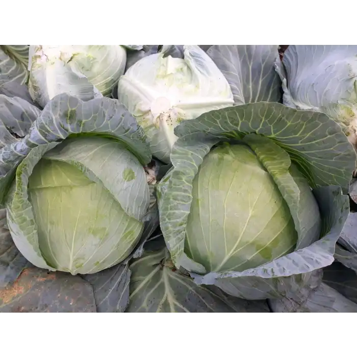 Nokta F1 Beyaz Lahana Fidesi