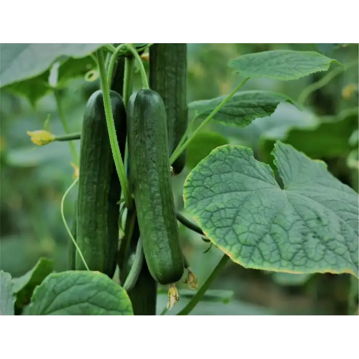 Oscar F1 Sırık Hıyar Fidesi