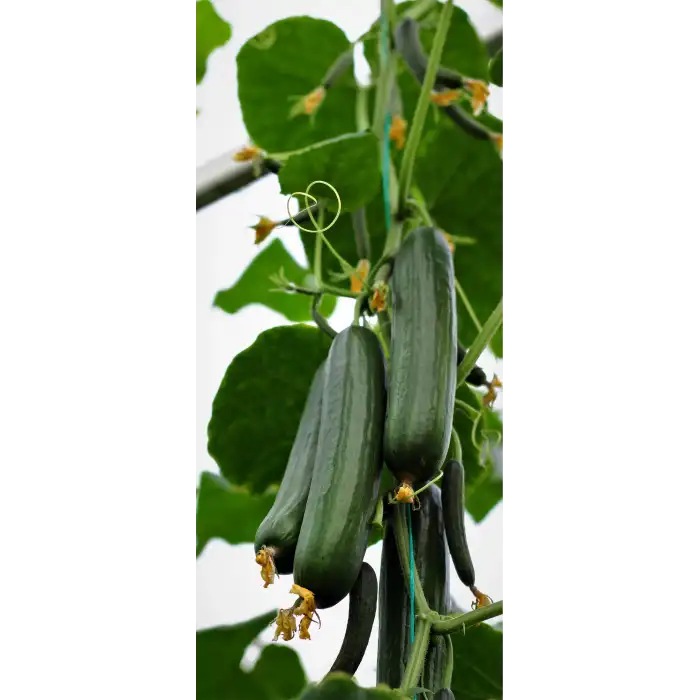 Oscar F1 Sırık Hıyar Fidesi