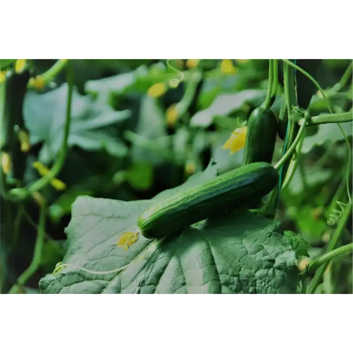 Oscar F1 Sırık Hıyar Fidesi