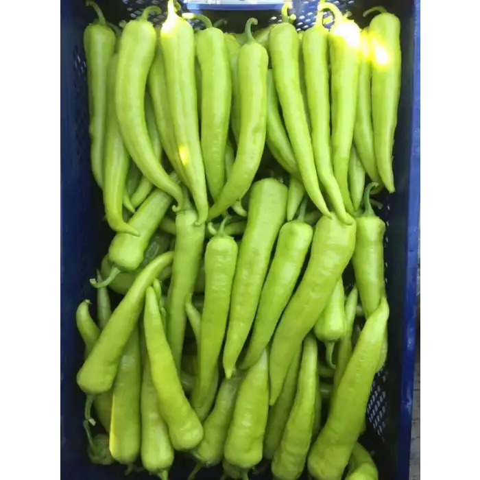 Oyunbozan RZ F1 Çarliston Biber Fidesi