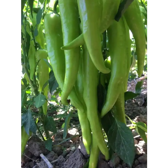 Oyunbozan RZ F1 Çarliston Biber Fidesi