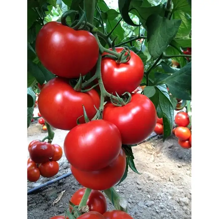 Özkan F1 Sırık Tane Domates Fidesi
