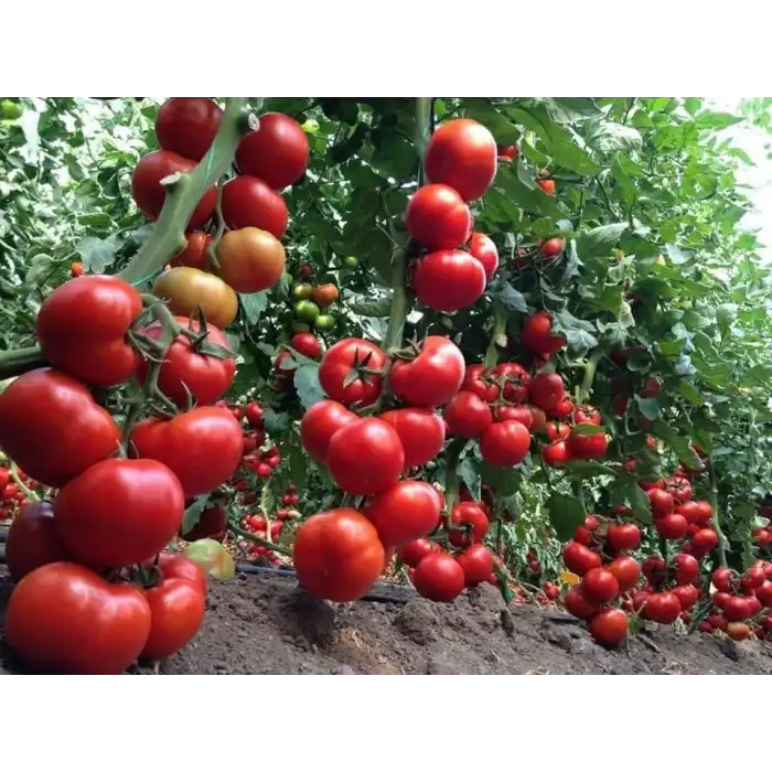 Özkan F1 Sırık Tane Domates Fidesi