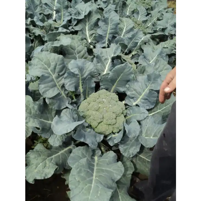 Parthenon F1 Brokoli Tohumu 2.500 Adet