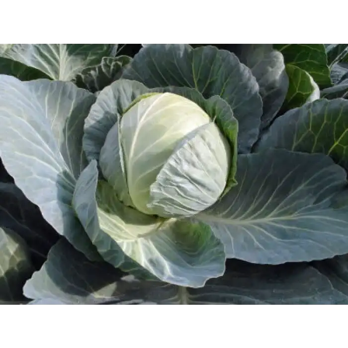 Passat F1 Beyaz Lahana Fidesi