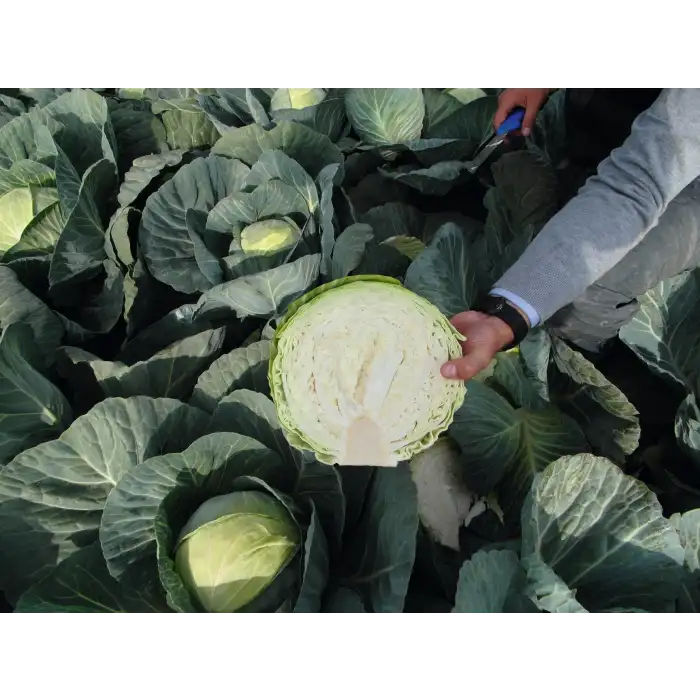 Passat F1 Beyaz Lahana Fidesi