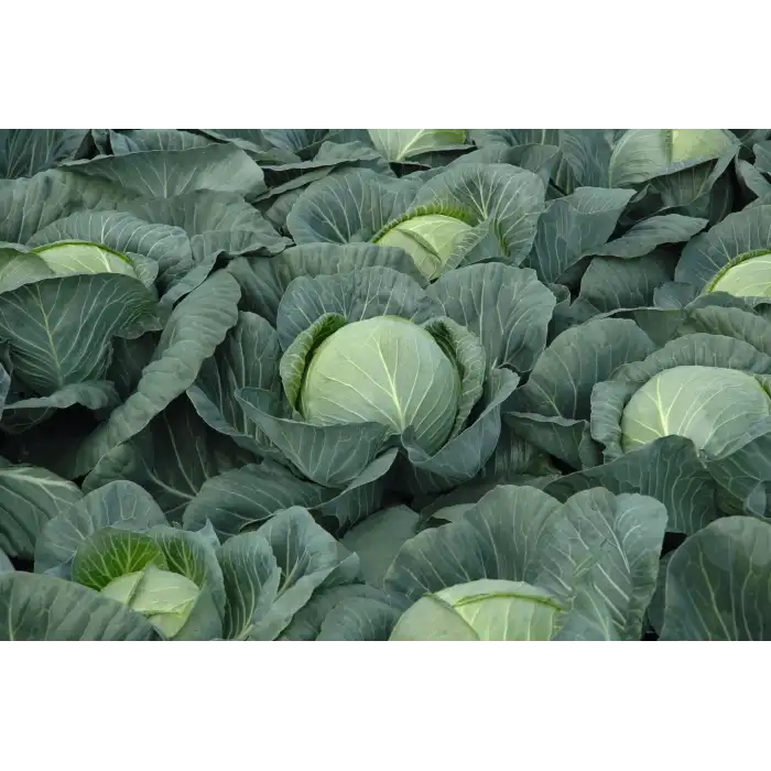 Passat F1 Beyaz Lahana Fidesi