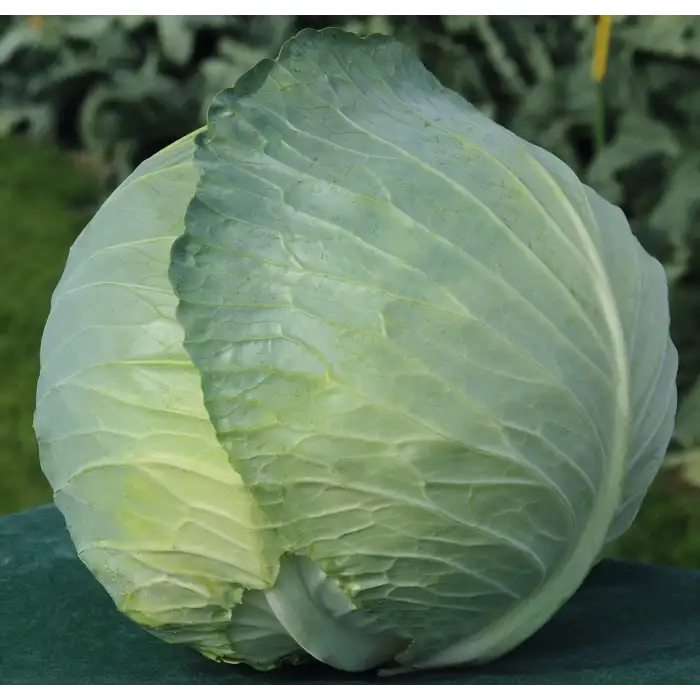 Passat F1 Beyaz Lahana Fidesi