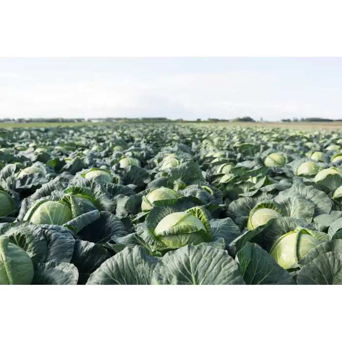 Passat F1 Beyaz Lahana Fidesi