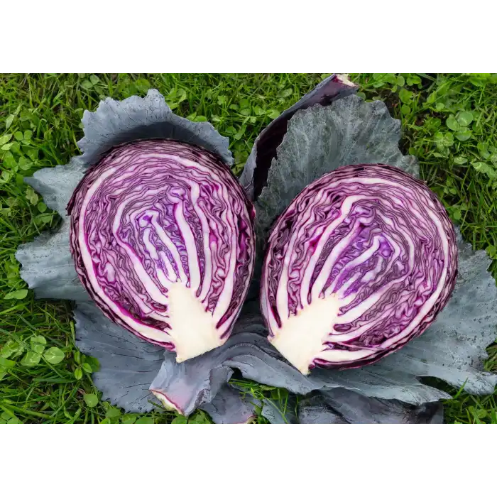 Pedro F1 Kırmızı Lahana Fidesi