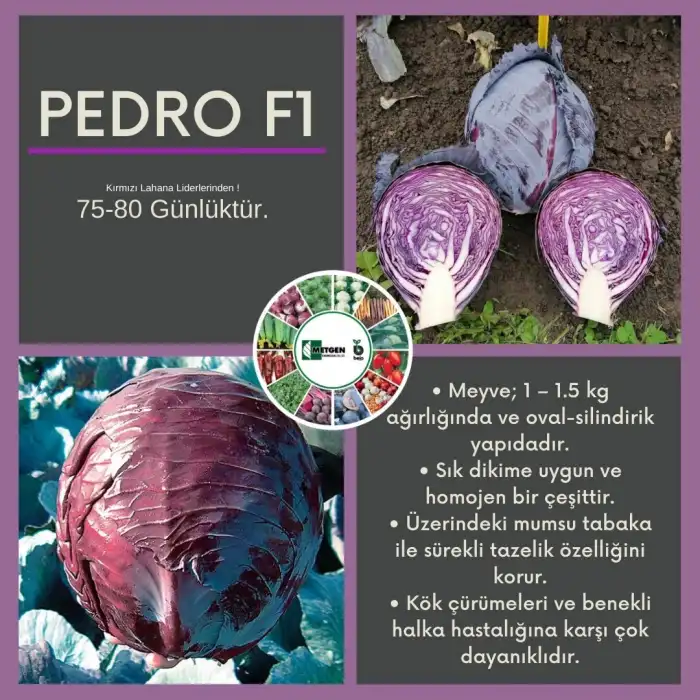 Pedro F1 Kırmızı Lahana Fidesi