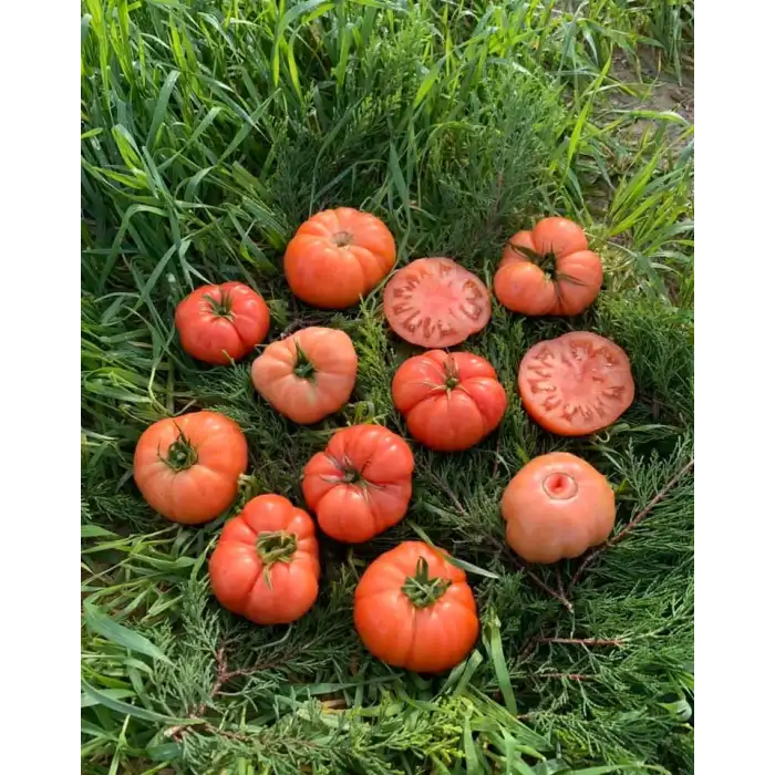 Pembeköy F1 Domates Tohumu 1.000 Adet