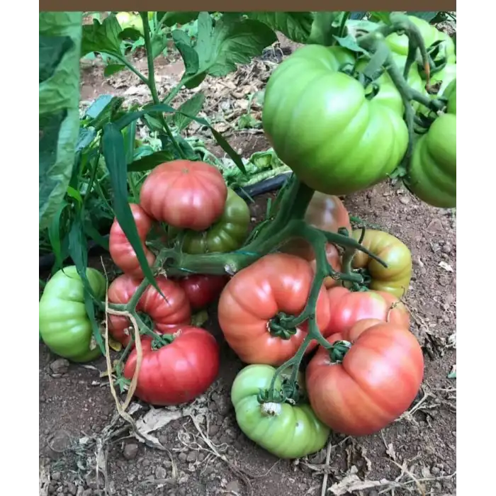 Pembeköy F1 Domates Tohumu 1.000 Adet