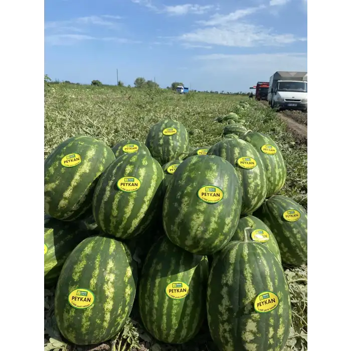 Peykan F1 Ala Karpuz Fidesi