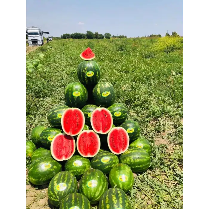 Peykan F1 Ala Karpuz Fidesi