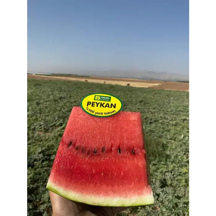 Peykan F1 Ala Karpuz Fidesi