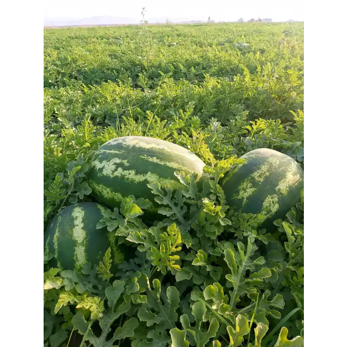 Peykan F1 Ala Karpuz Fidesi