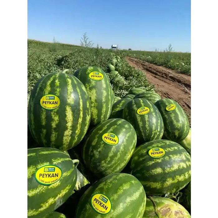 Peykan F1 Ala Karpuz Fidesi