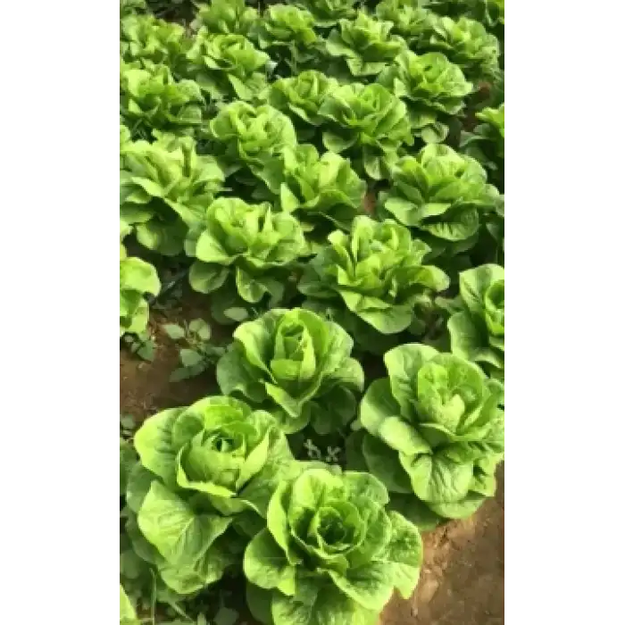 Presidential Yedikule Marul Tohumu 5.000 Adet