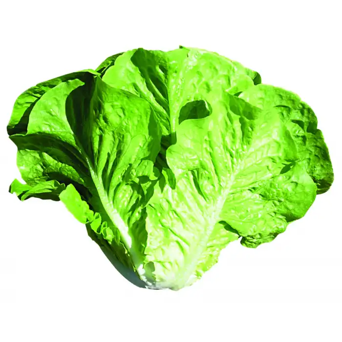 Presidential Yedikule Marul Tohumu 5.000 Adet