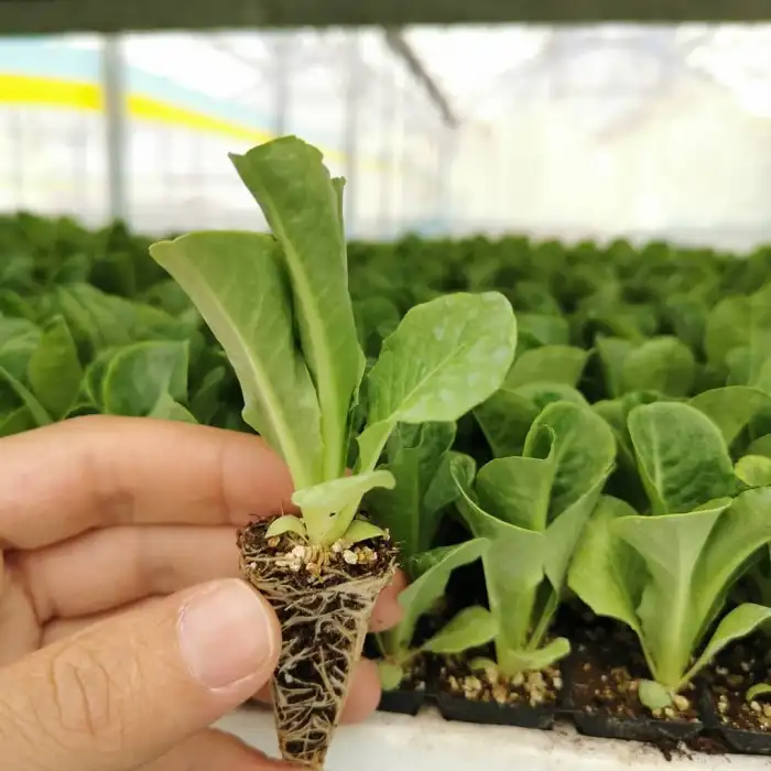 Presidential Yedikule Marul Tohumu 5.000 Adet