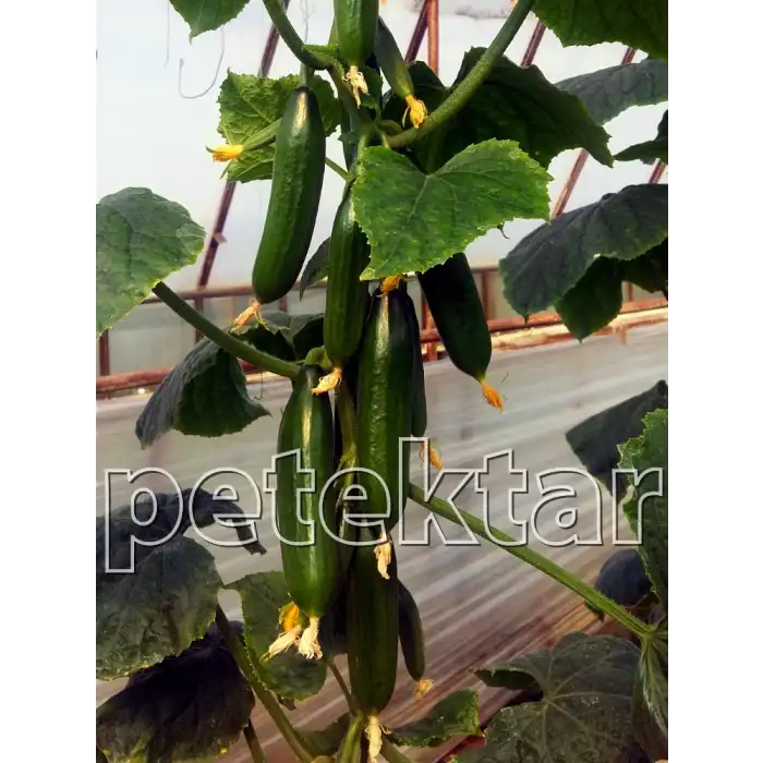 PTK 40 F1 Silor Hıyar Tohumu 500 Adet