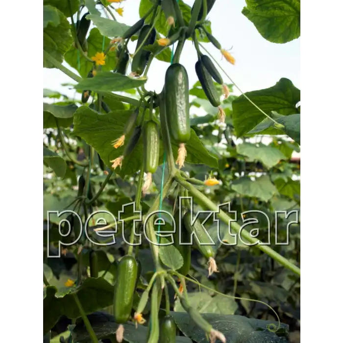 PTK 40 F1 Silor Hıyar Tohumu 500 Adet