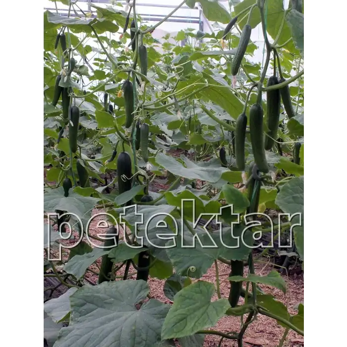 PTK 40 F1 Silor Hıyar Tohumu 500 Adet