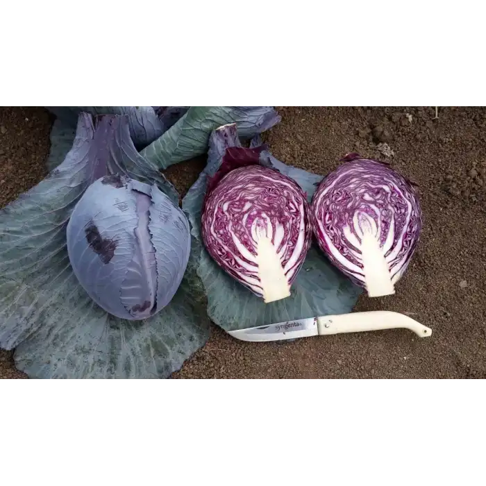 Red Heart F1 Kırmızı Lahana Tohumu 2.500 Adet