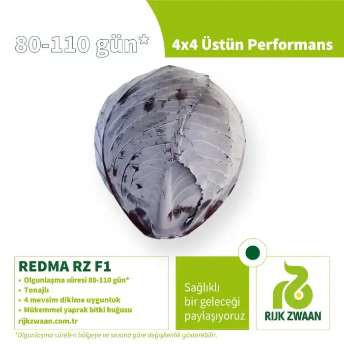 Redma F1 Kırmızı Lahana Tohumu 2.500 Adet