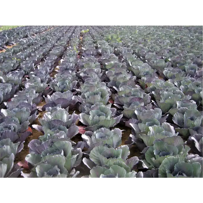 Rondale F1 Kırmızı Lahana Fidesi