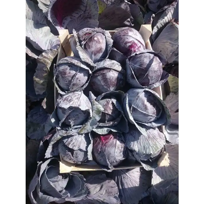 Rondale F1 Kırmızı Lahana Tohumu 2.500 Adet