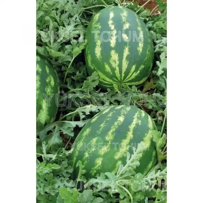 Şafak F1 Karpuz Fidesi