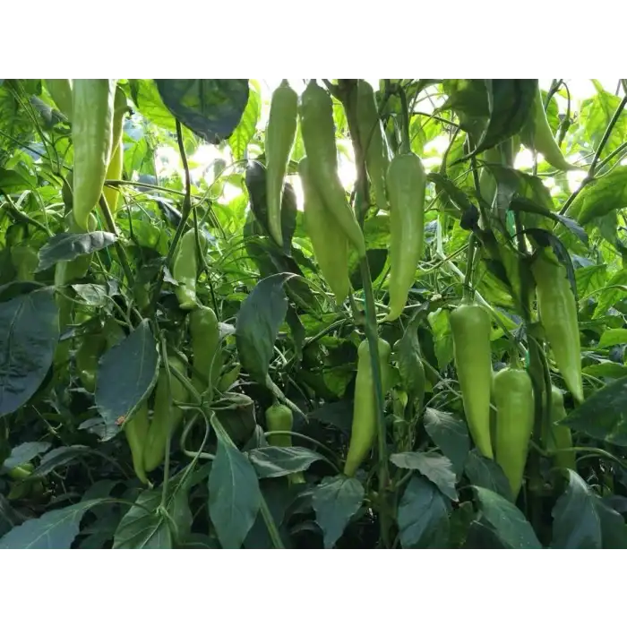 Samuray F1 Çarliston Biber Fidesi