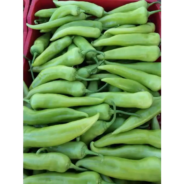 Samuray F1 Çarliston Biber Fidesi